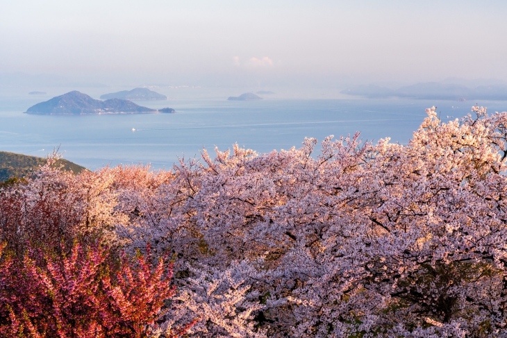 【四国地方】徳島・香川など人気の桜の名所＆お花見スポット厳選10選