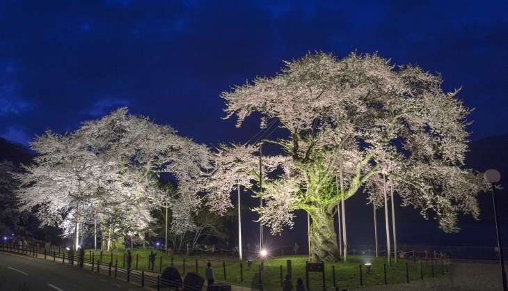 荘川桜