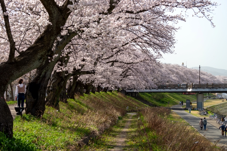 足羽川桜並木