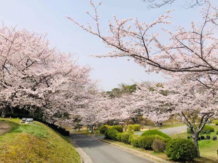 宇部市ときわ公園の桜