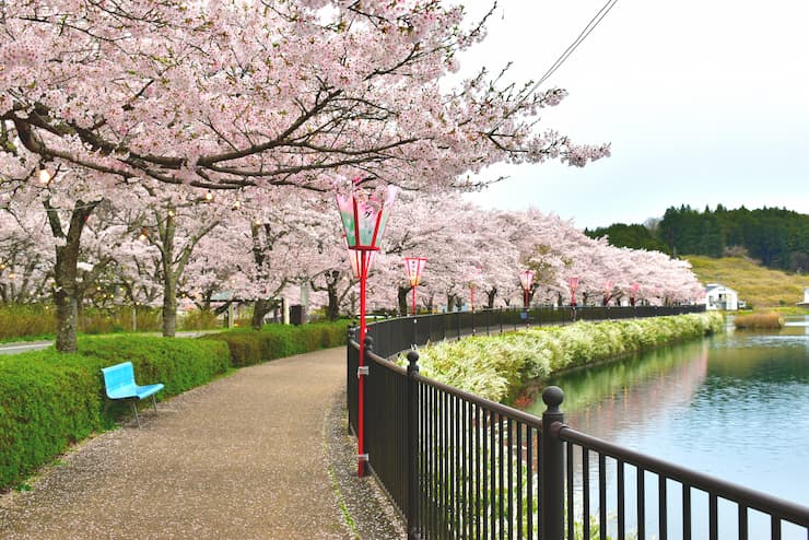 上野公園(広島県)の桜