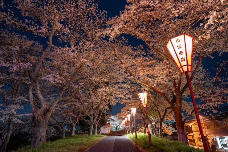 斐伊川堤防桜並木のライトアップされた夜桜