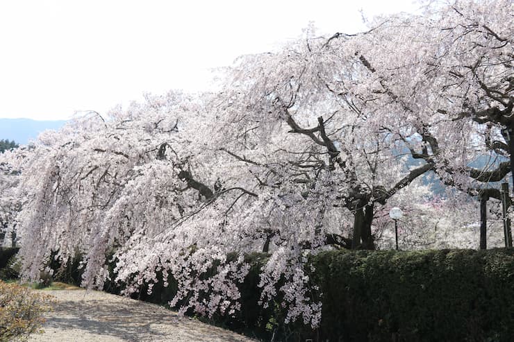 徳佐八幡宮のしだれ桜