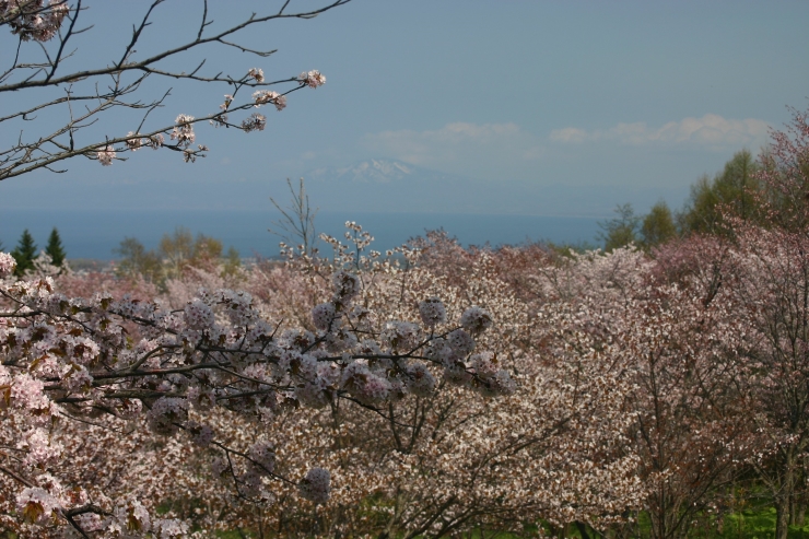 天都山桜公園 提供:一般社団法人 網走市観光協会
