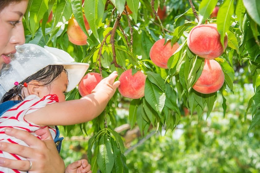 【2026年】関西近郊の果物狩り！旬のフルーツ狩りを気軽に楽しめるバスツアー