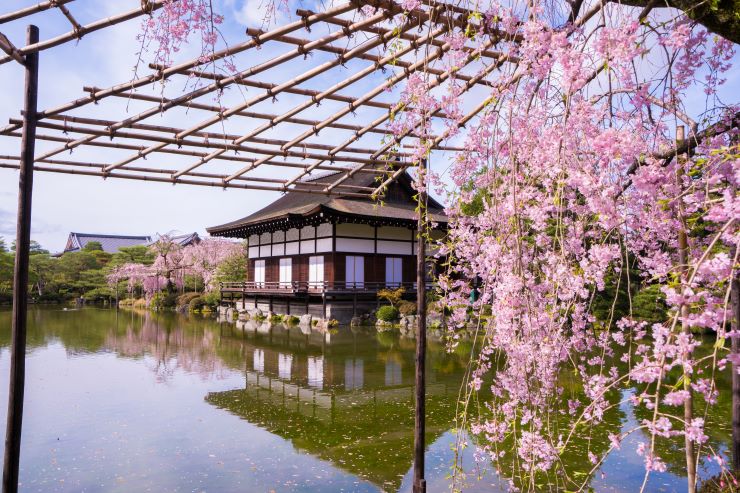 京都 平安神宮神苑桜