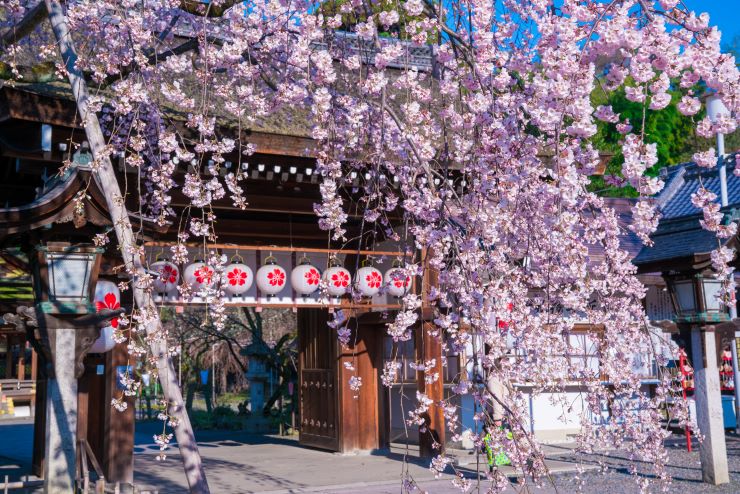 京都 平野神社の桜
