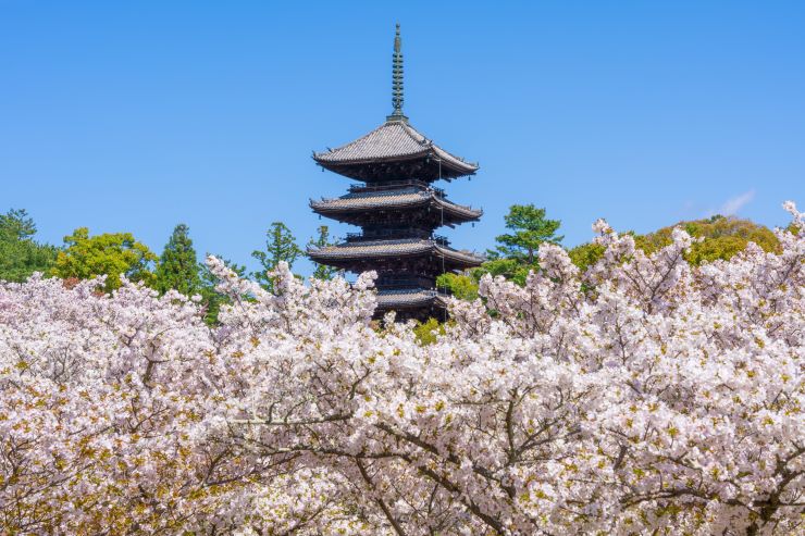 仁和寺の御室桜と五重塔