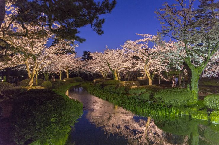 金沢　兼六園の桜
