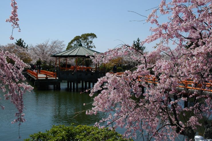 九華公園の桜