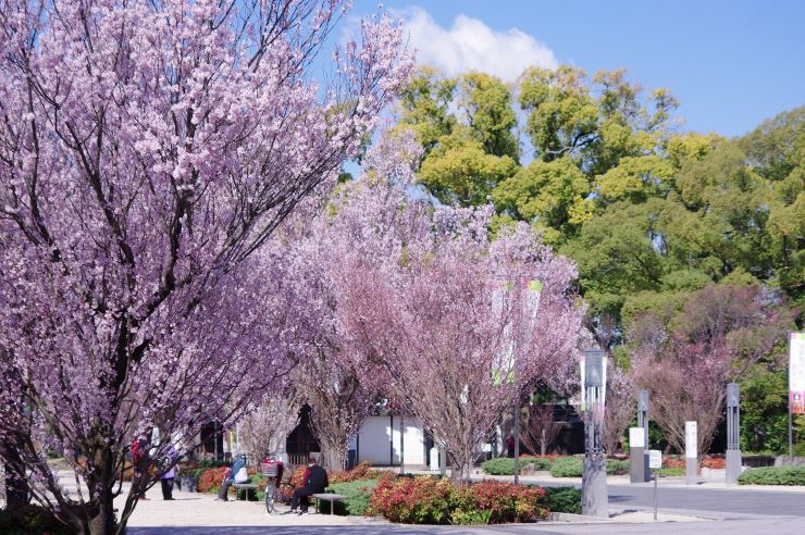徳川園の東海桜