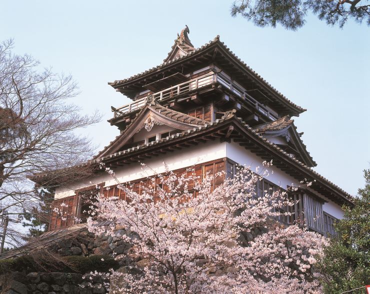 福井県 丸岡城の桜