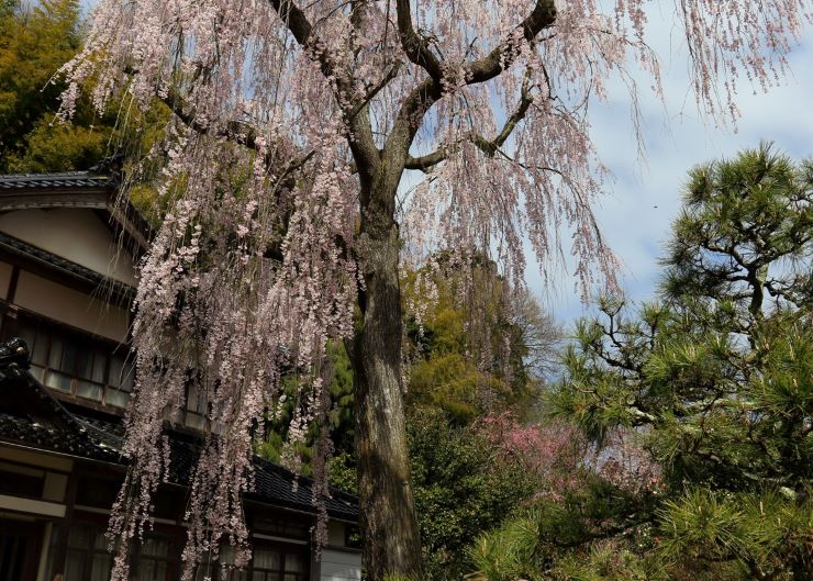 喜多家のしだれ桜