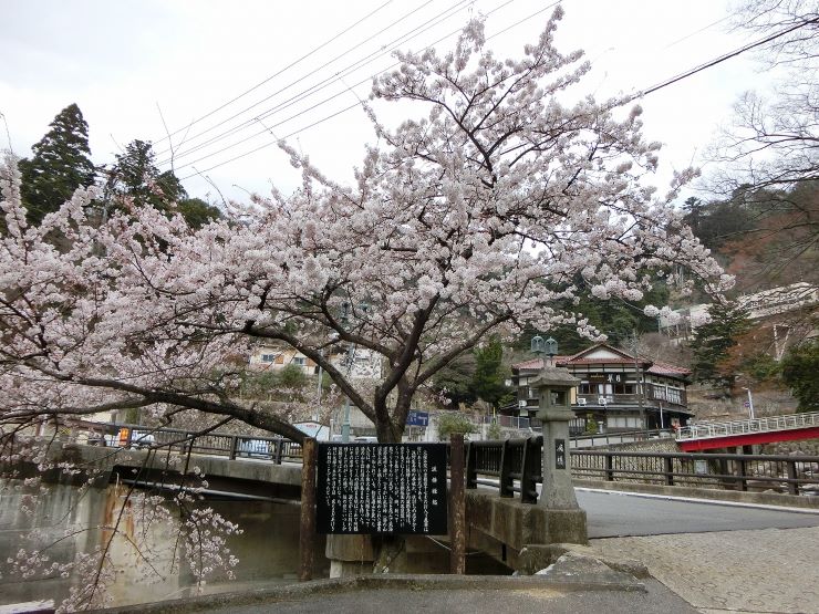 湯の山温泉の桜