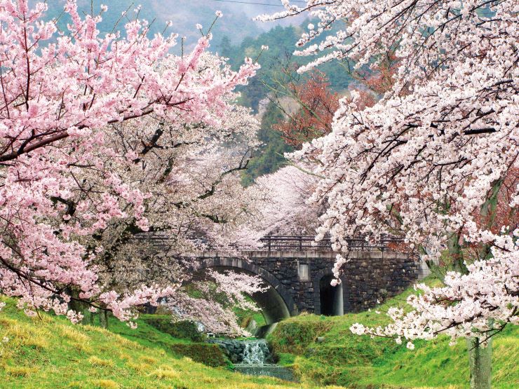 霞間ヶ渓の桜