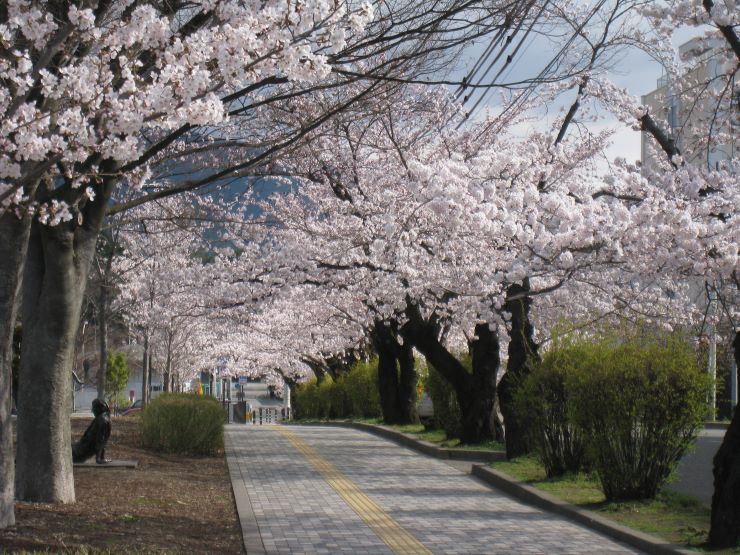 城山公園の桜