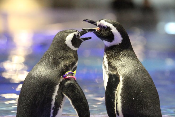 すみだ水族館