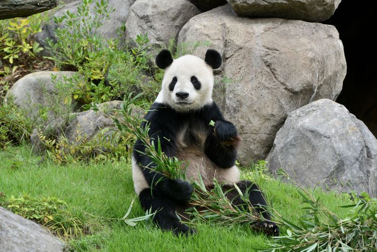上野動物園