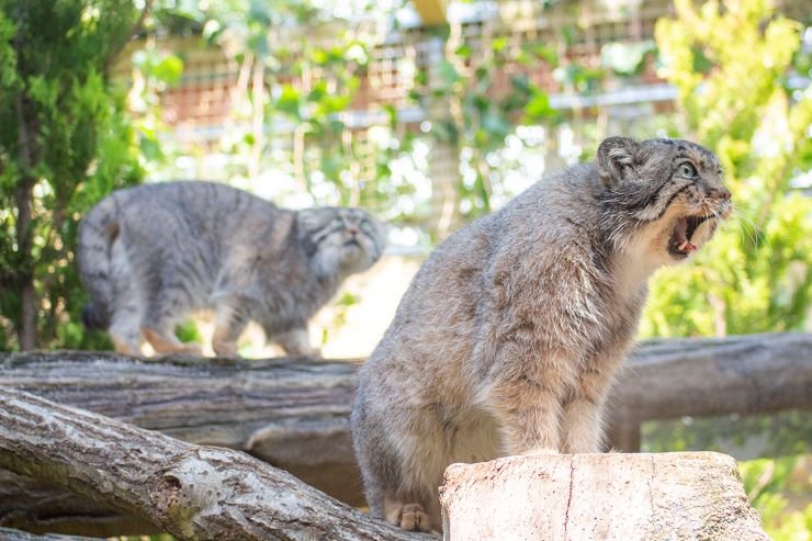 那須動物王国のマヌルネコ