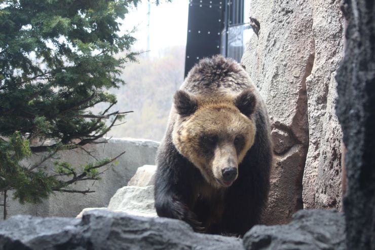 旭川市旭山動物園