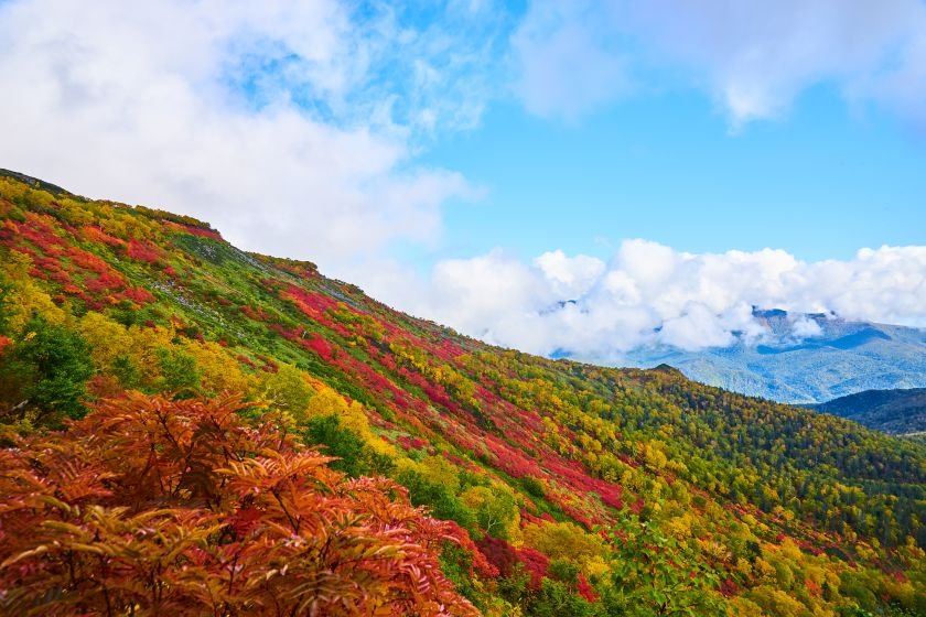 大雪山 銀泉台 赤岳登山道から見る紅葉