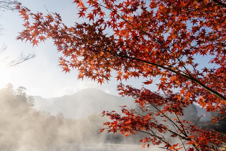 紅葉湯布院