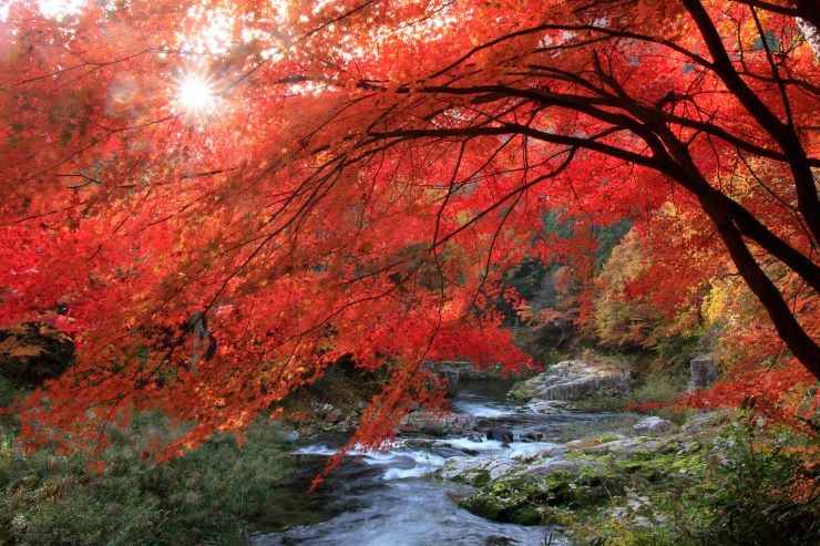 ビッグスケールの紅葉を満喫!中国地方のおすすめ紅葉スポット
