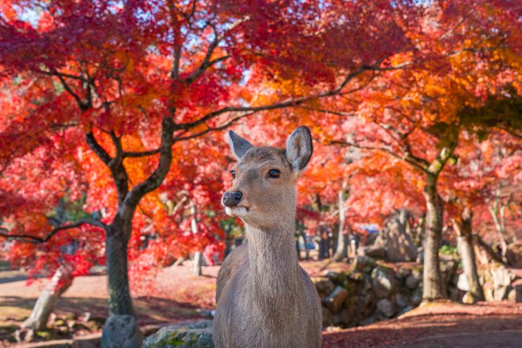 紅葉の名所を満喫！関西のおすすめ紅葉スポット