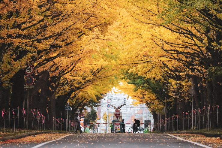 北海道大学の紅葉