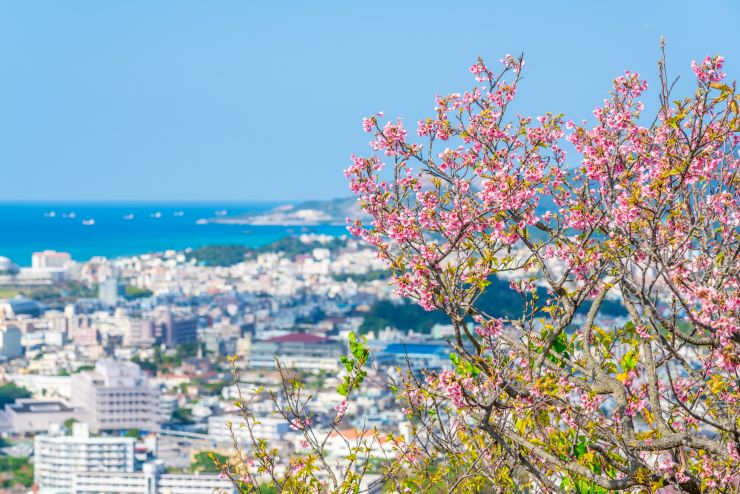 名護 緋寒桜