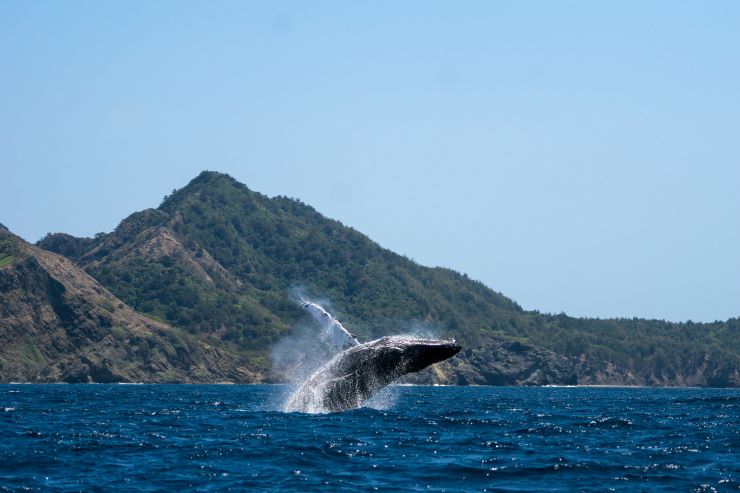 小笠原諸島_ザトウクジラ