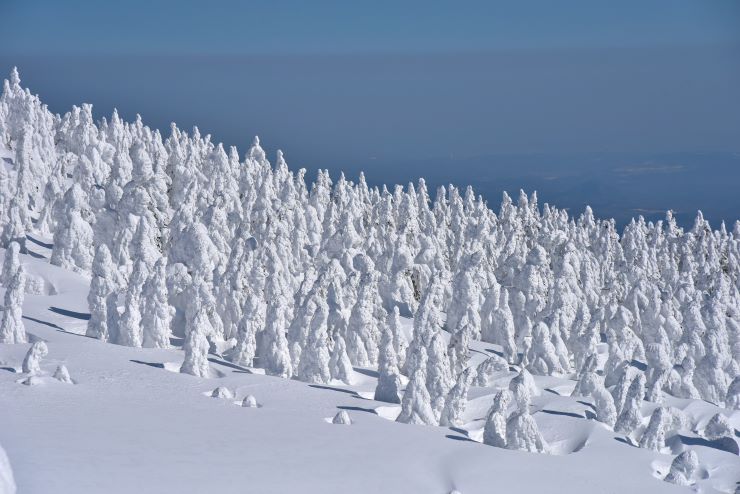 蔵王の樹氷