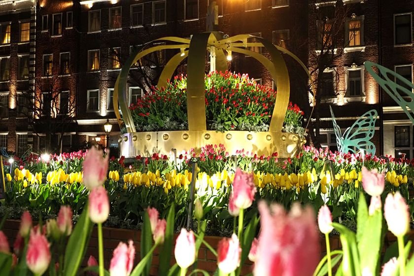 ナイトチューリップ 画像提供：ハウステンボス