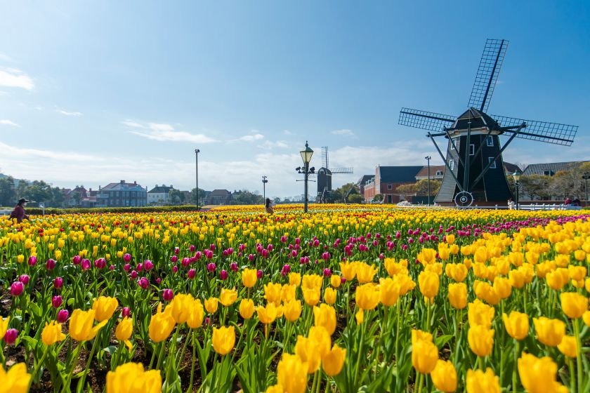 ハウステンボス チューリップ セレブレーション 画像提供：ハウステンボス