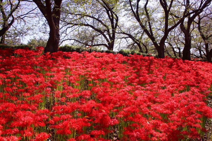 幸手権現堂公園の彼岸花