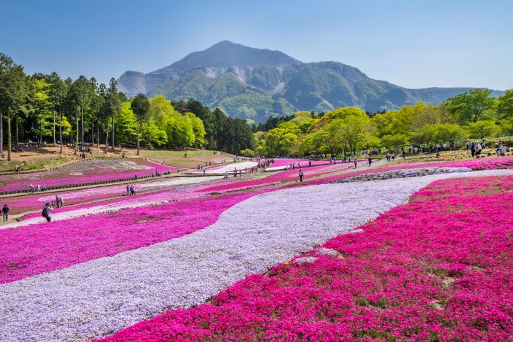4月におすすめの旅行スポット9選！一度は訪れたい春の絶景。春休みの旅行にも！