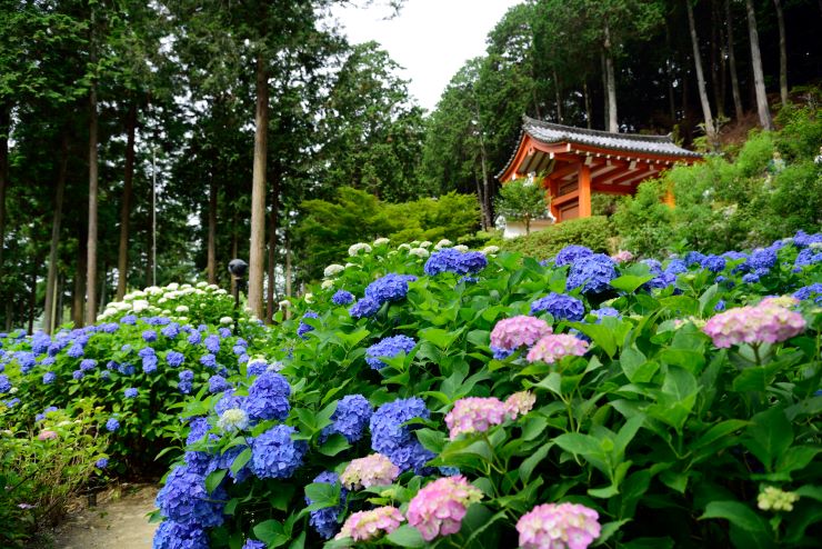 三室戸寺のあじさい