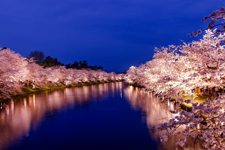 弘前公園夜桜