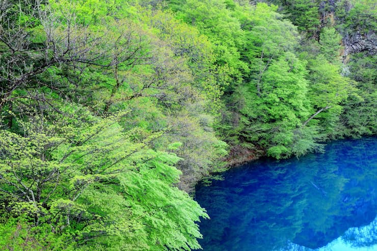 新緑の奥四万湖