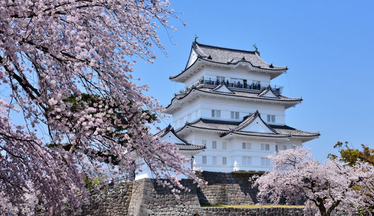 小田原城と桜