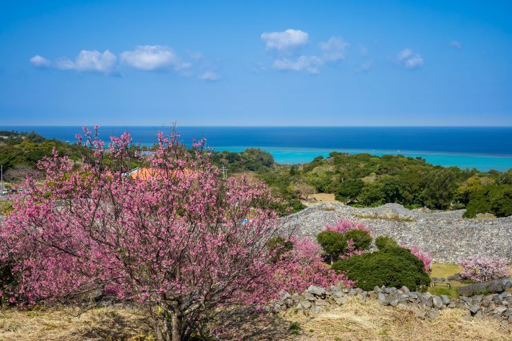 今帰仁城跡 桜