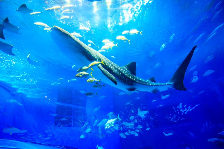 沖縄美ら海水族館