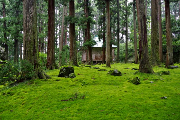 平泉寺白山神社の苔