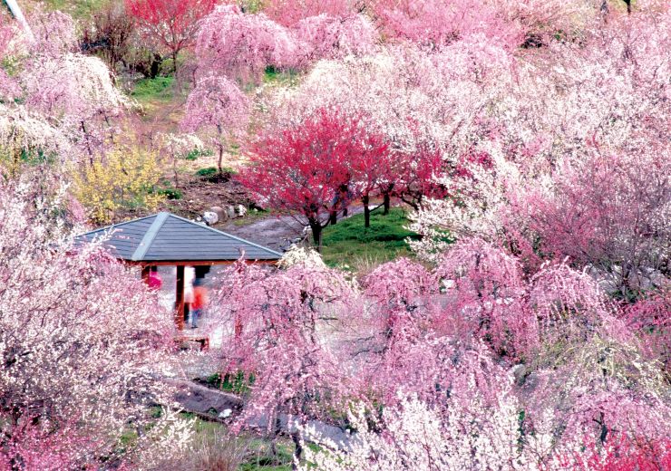梅林公園