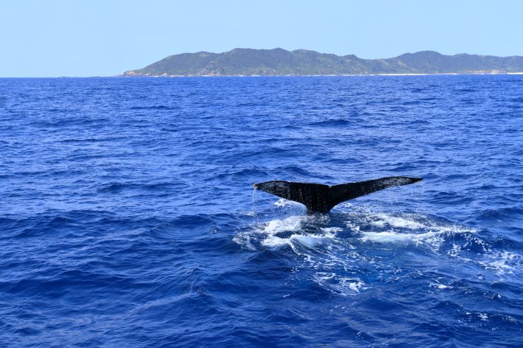 クジラ