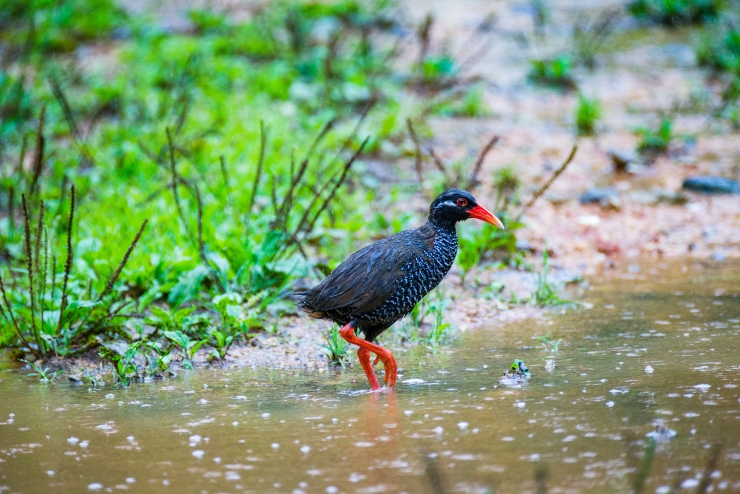 天然記念物ヤンバルクイナ