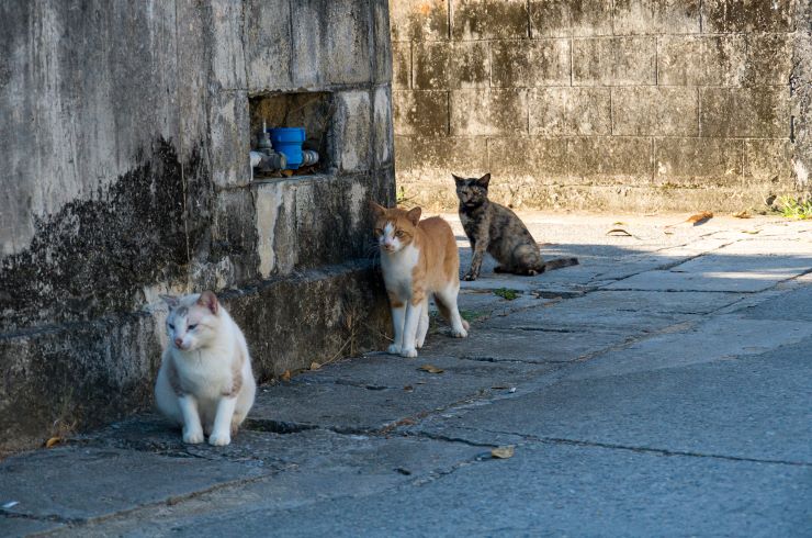 久高島　島猫