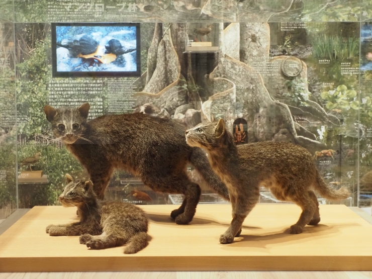 イリオモテヤマネコ 提供:西表野生生物保護センター