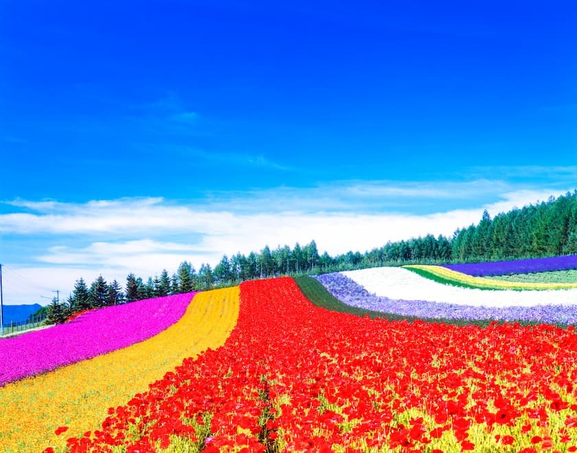 富良野 ファーム富田の花々