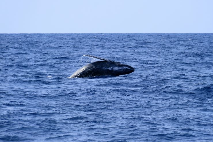 座間味島_ザトウクジラ